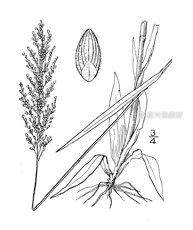 古植物学植物插图:伊顿的Panicum Eatoni